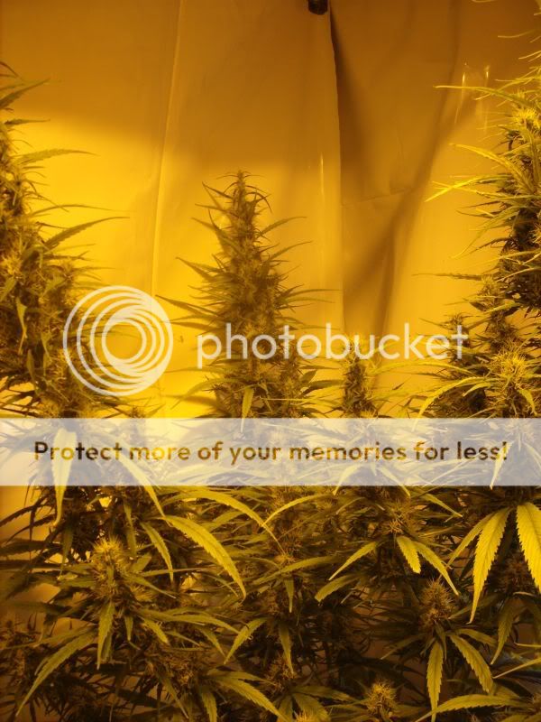 plants17012.jpg