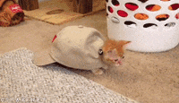 200w.gif