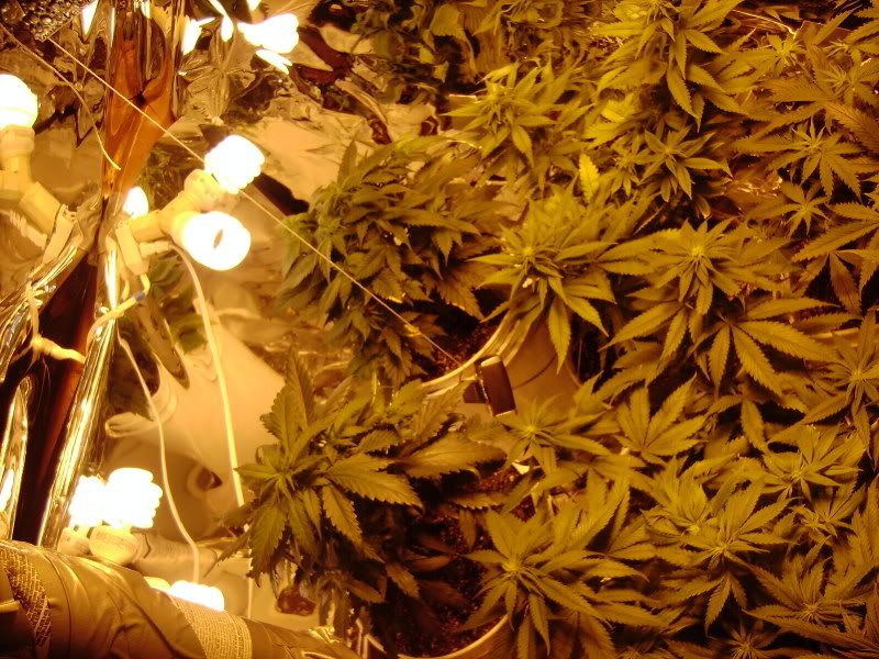 plants124.jpg