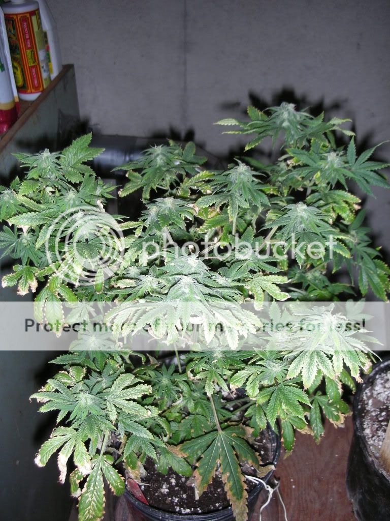 DSCN2407.jpg