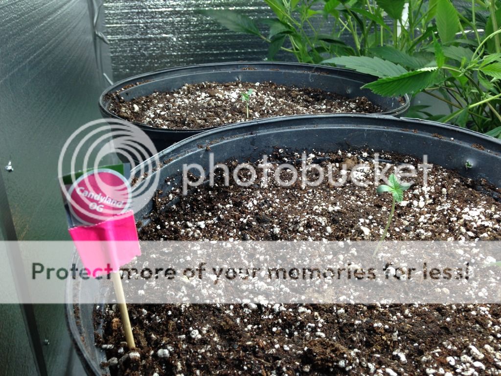 IMG_1793_zpsszmwcrm2.jpg
