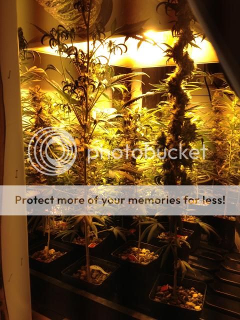 image_zpsccf0580f.jpg