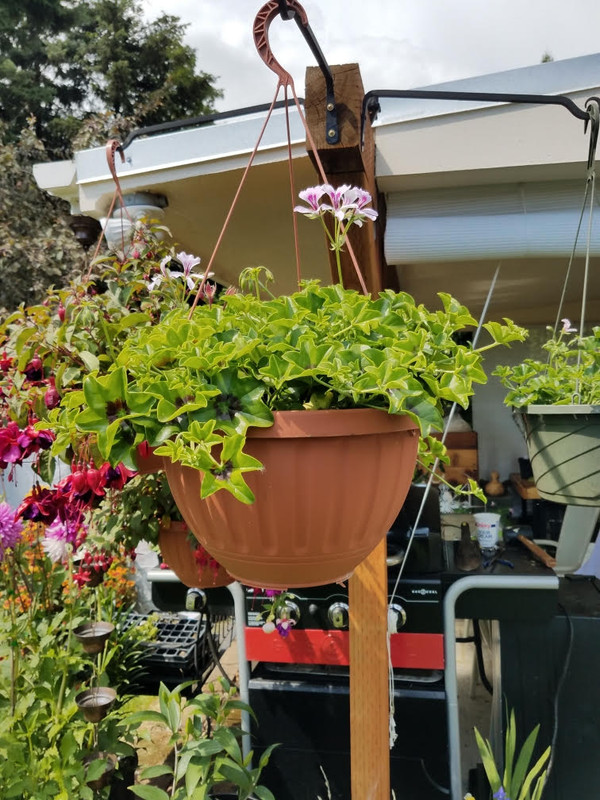 75geraniums.jpg
