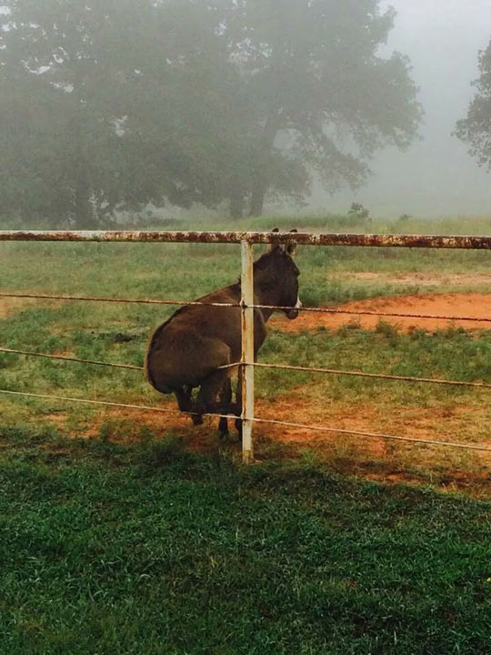 funny-donkey-fence-sitting-mist1.jpg