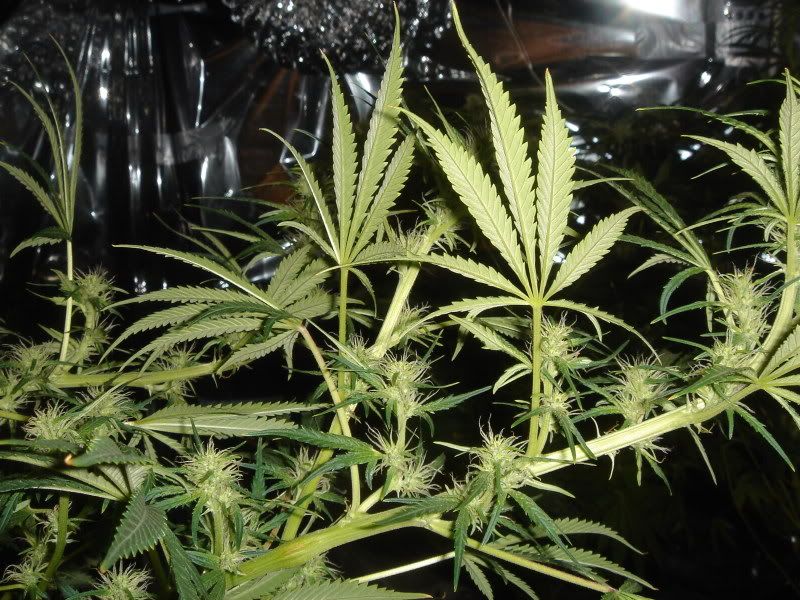 NewBudPorn011.jpg