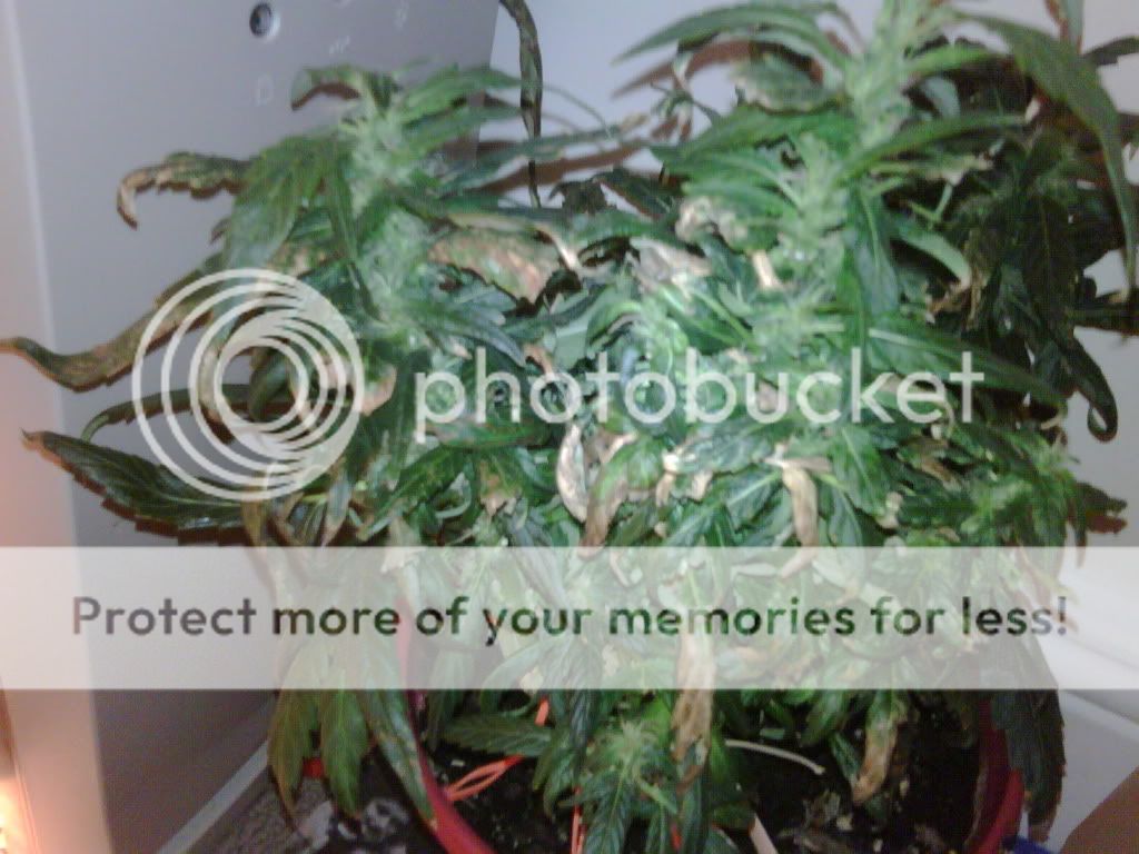 IMG00031-20090601-1808.jpg
