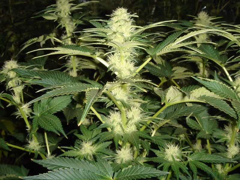 NewBudPorn002.jpg