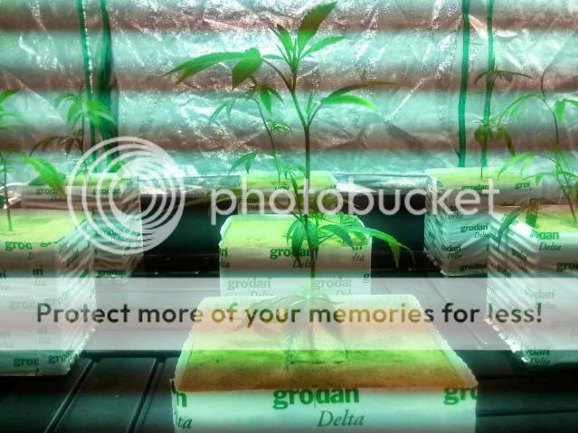 2011-01-10233811.jpg