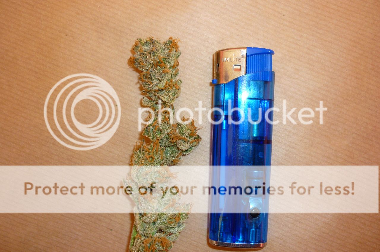 orangebud12.jpg
