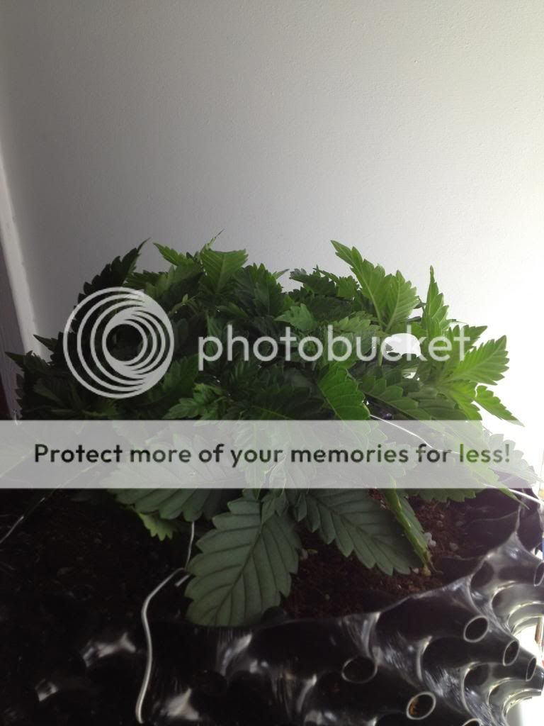 IMG_2480_zps8f6c8d25.jpg