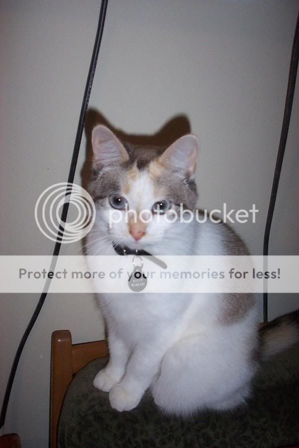 kitty.jpg