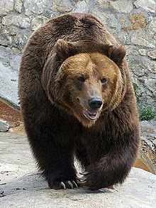 bear.jpg