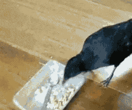 gifs_03.gif