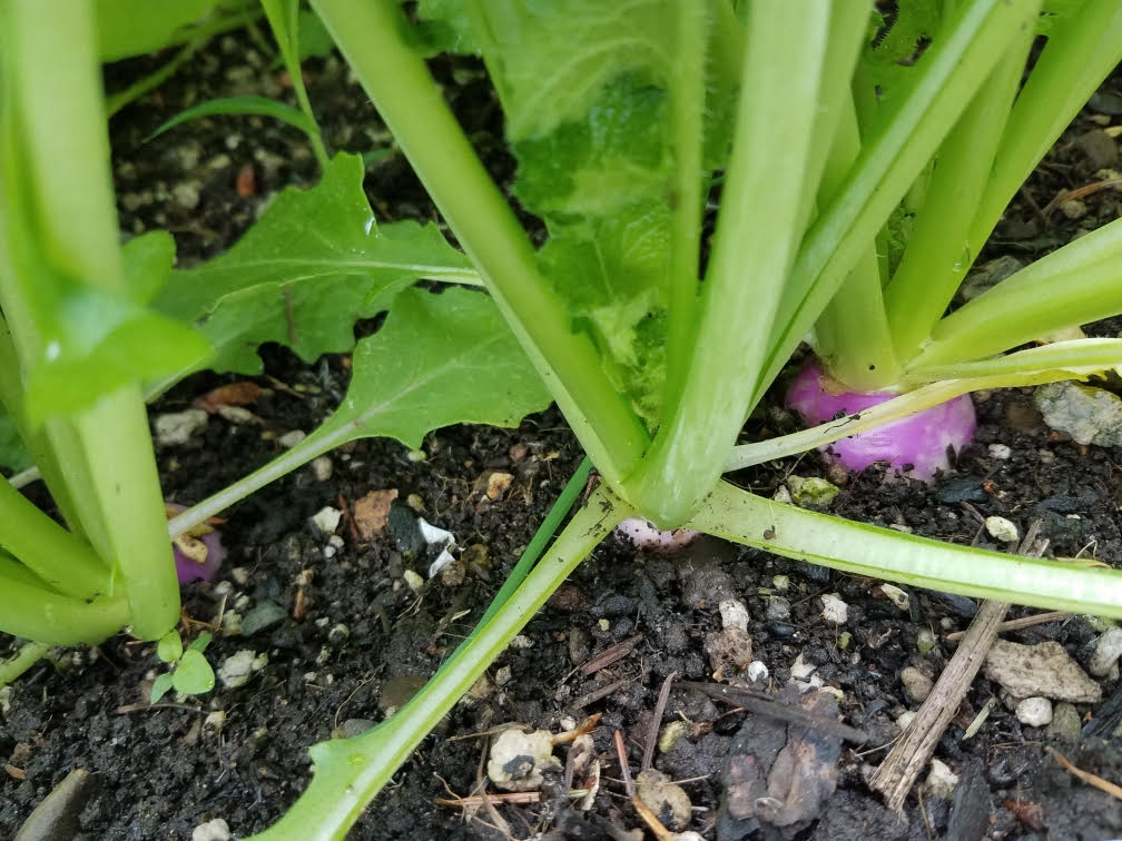 521turnips.jpg