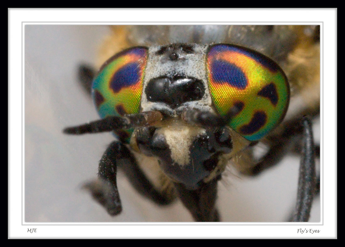 012966FlysEyes.jpg
