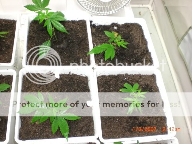 plants14.jpg