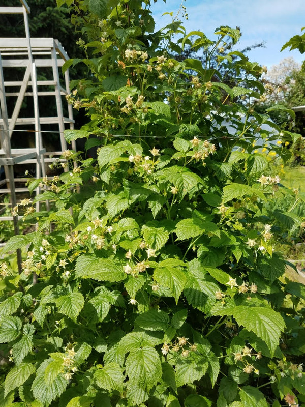 527raspberries.jpg