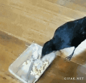 57bd40ece4d9d4243343701f69e17d84.gif