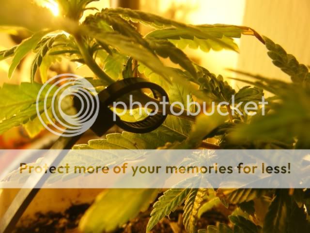Grow062.jpg