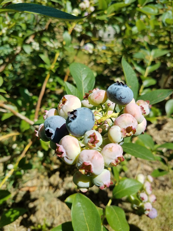 berriesbush1d.jpg