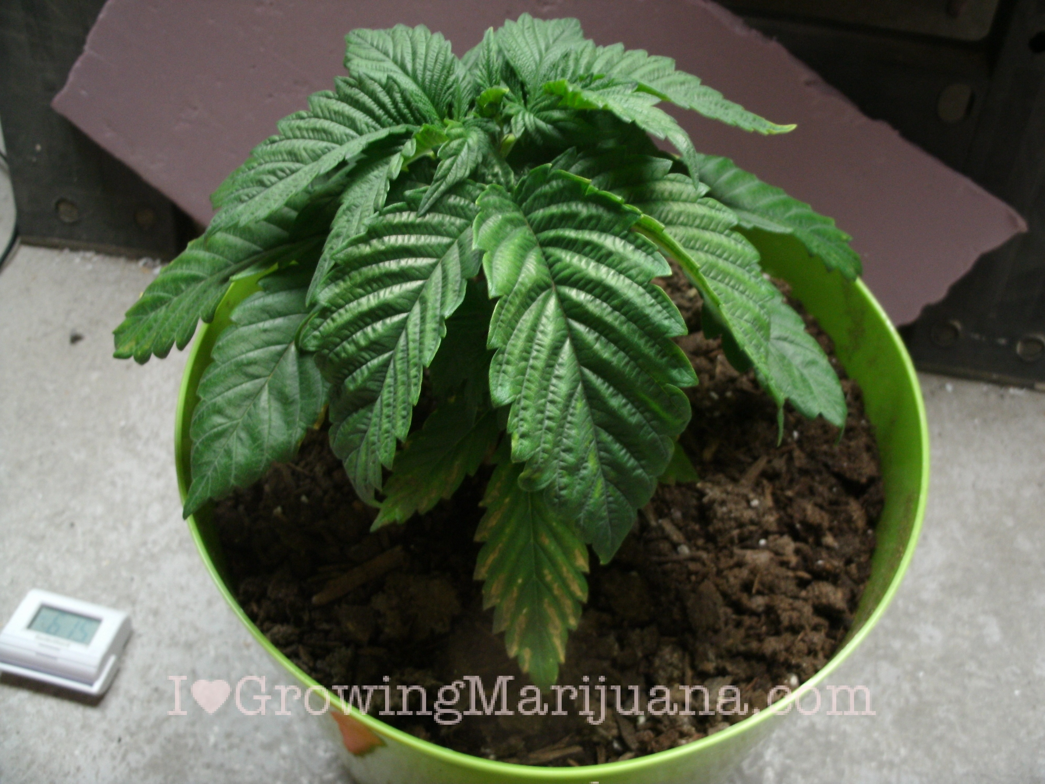 overwater-marijuana.jpg