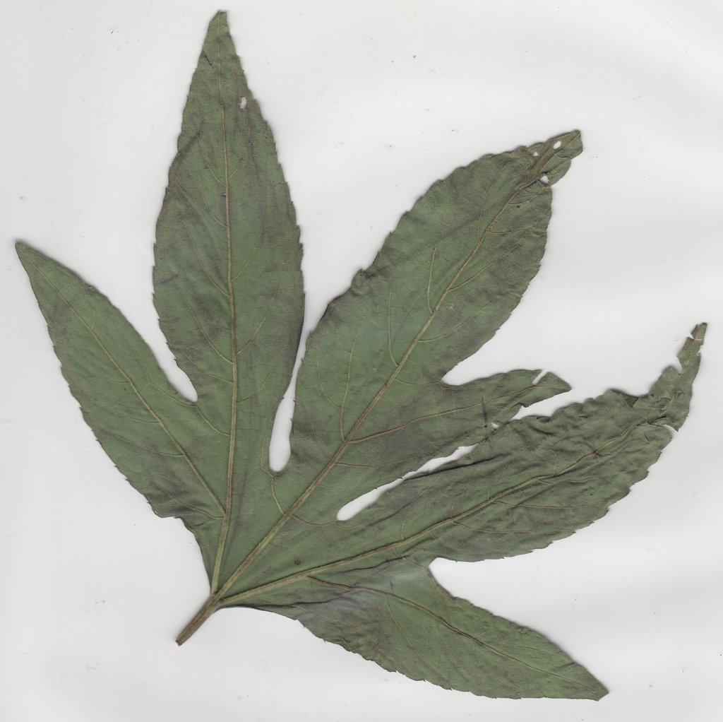 plant3.png