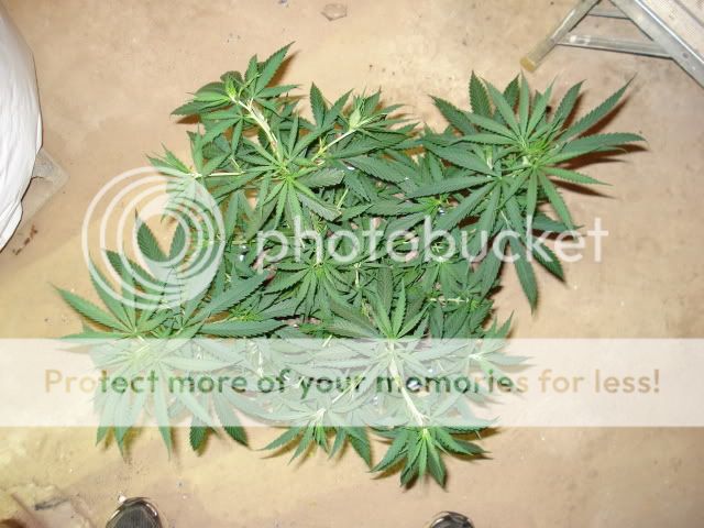 TSSLifeofPlant018.jpg
