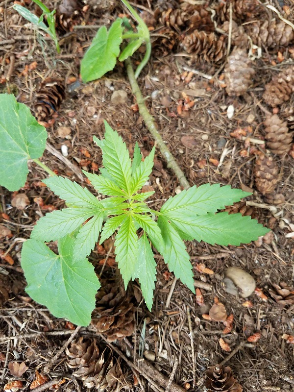 seedling2.jpg