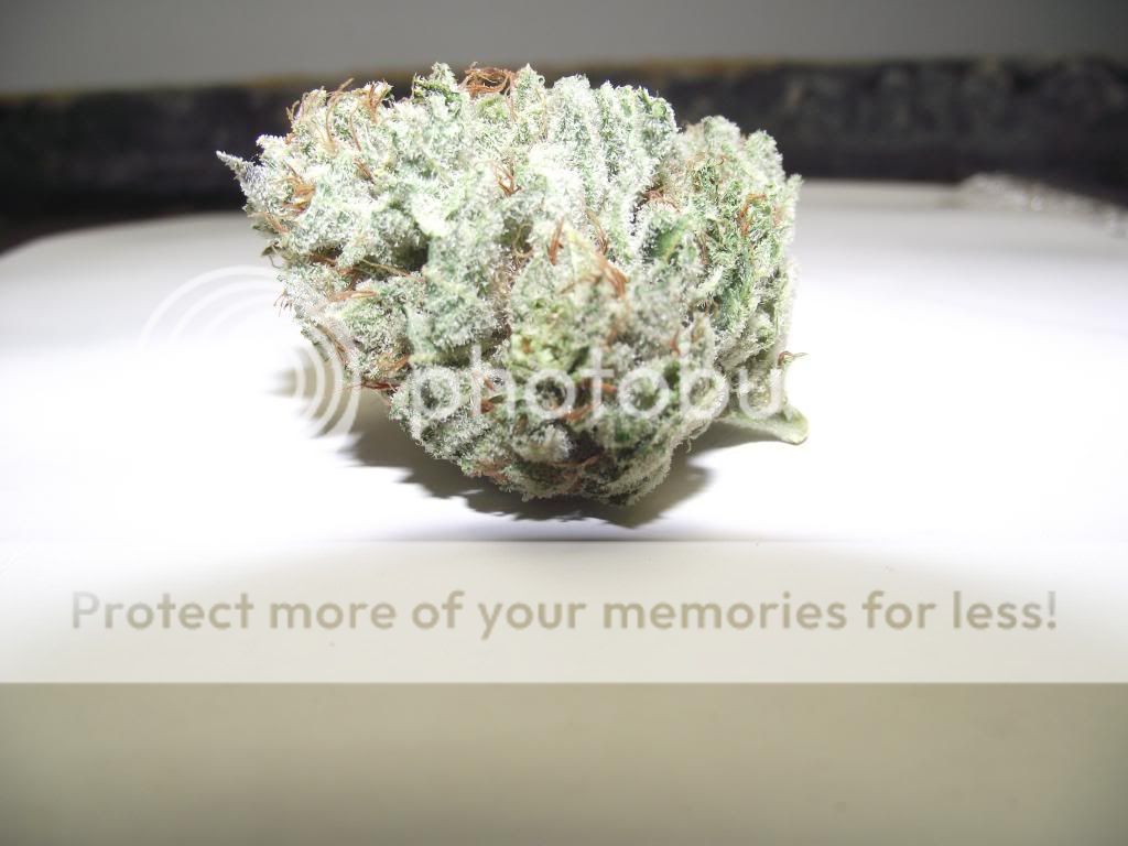 sdawg036_zps71fa2154.jpg