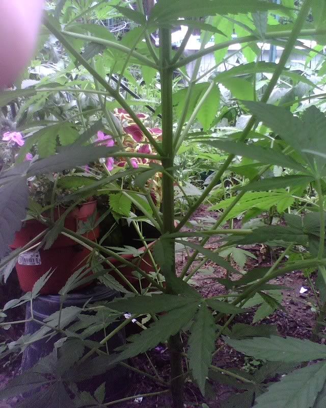 IMG00166.jpg