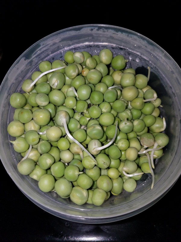 peas4a.jpg