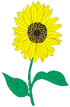 classicSunflowerLarge.gif