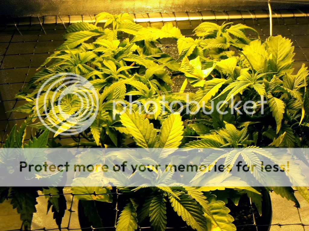 SCRoG2-1.jpg