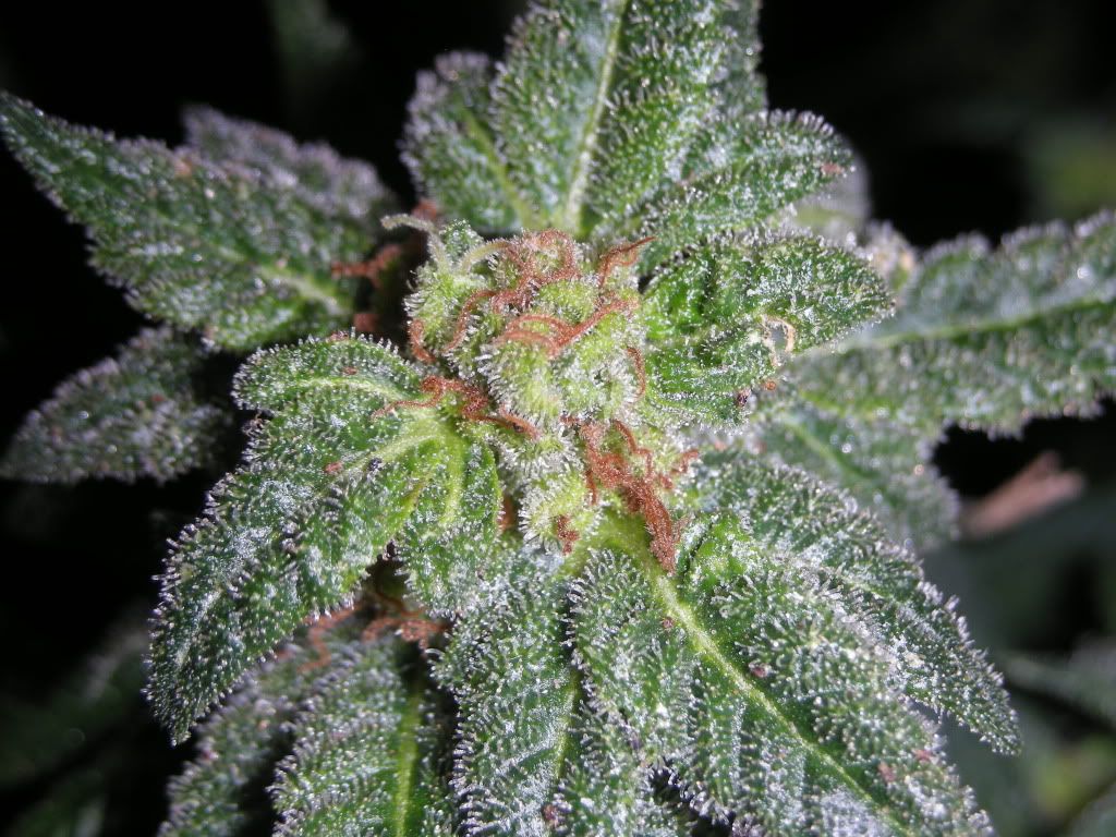 DSCN2606.jpg