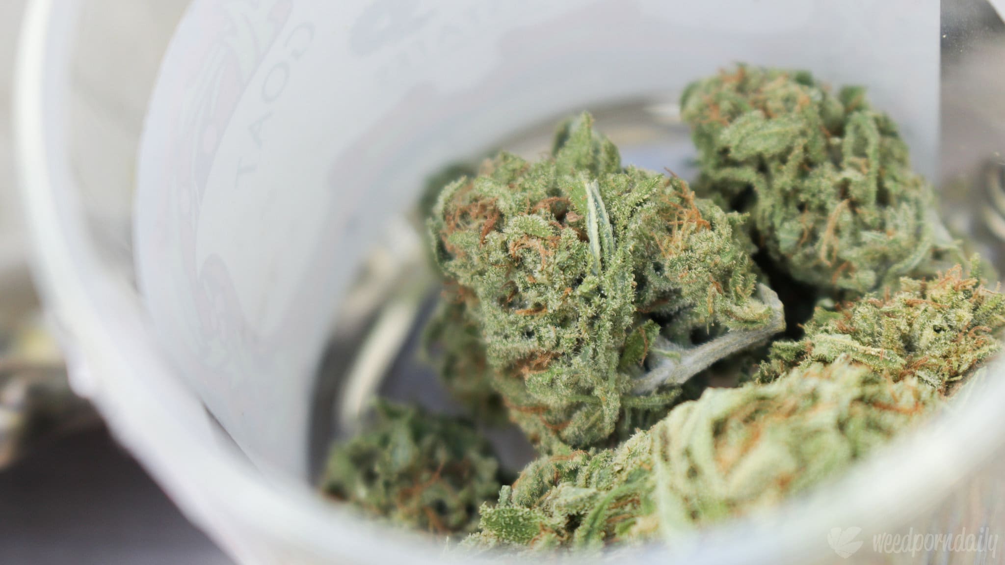 www.marijuanamoment.net