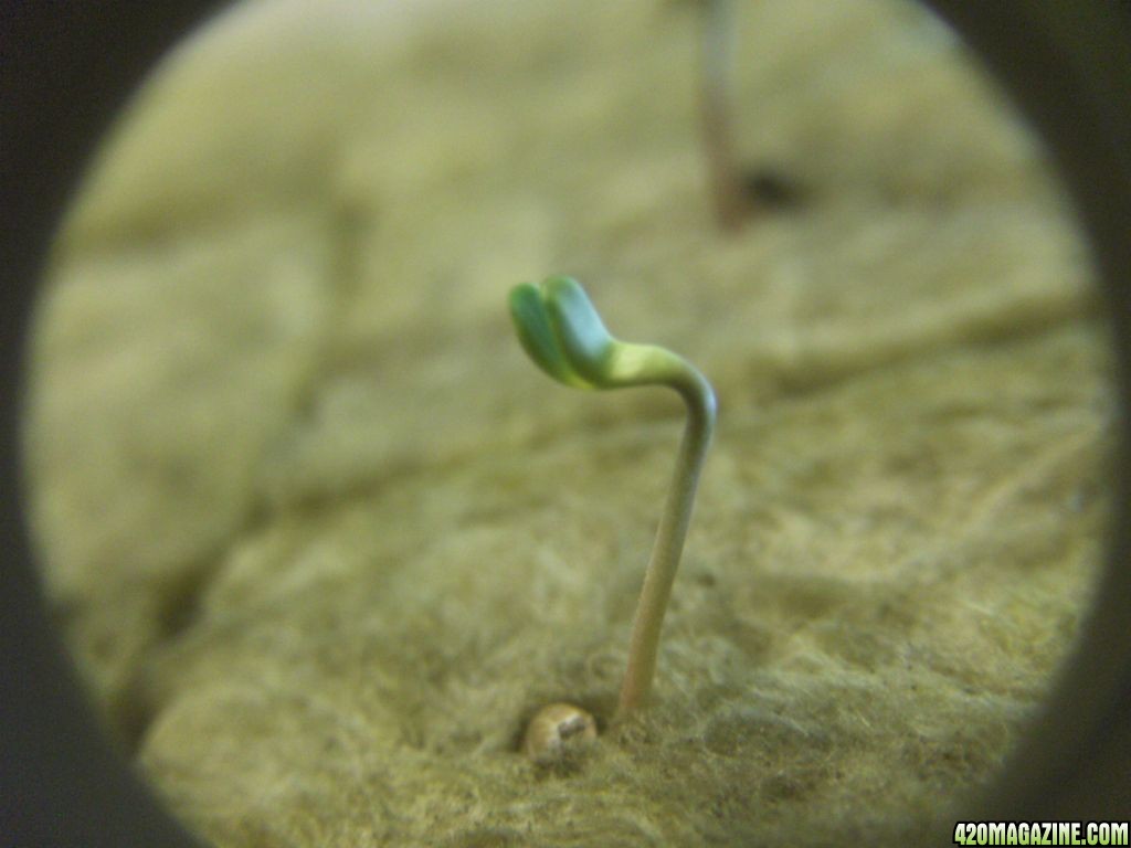 seedling26.jpg