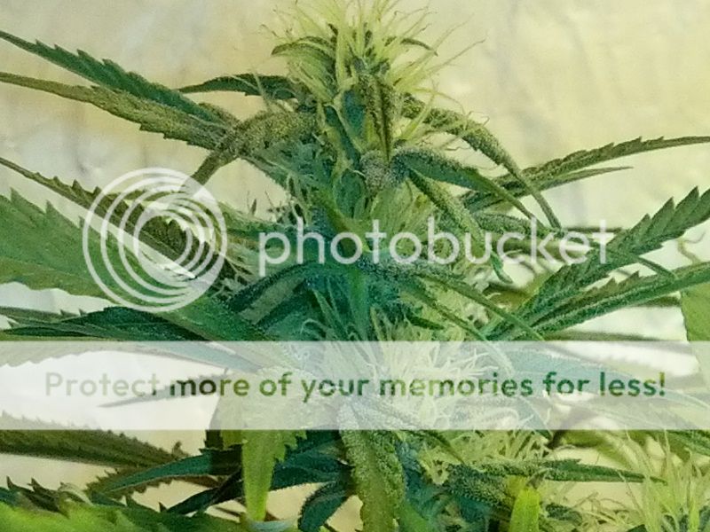 Day32HPS1_zpsef5ab2e1.jpg