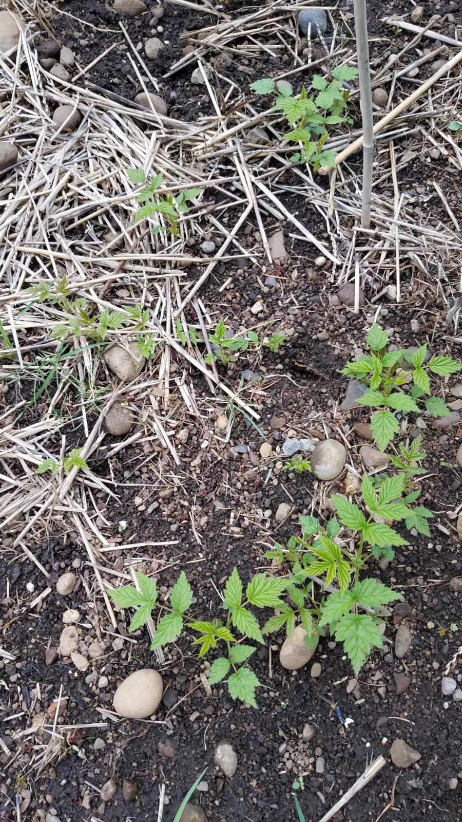 raspberries416.jpg