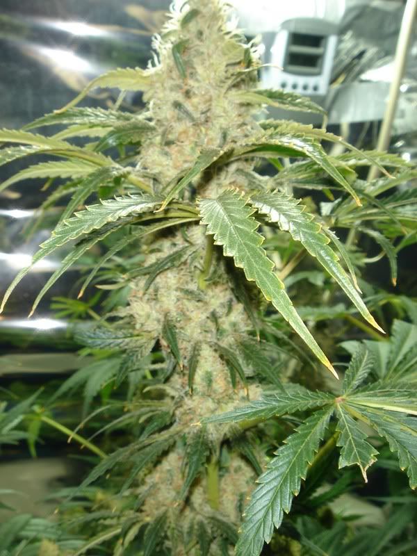 beforeharvest010.jpg