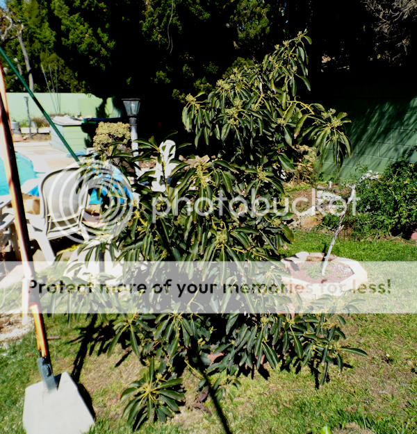 Avo2-2013_zps1568793f.png