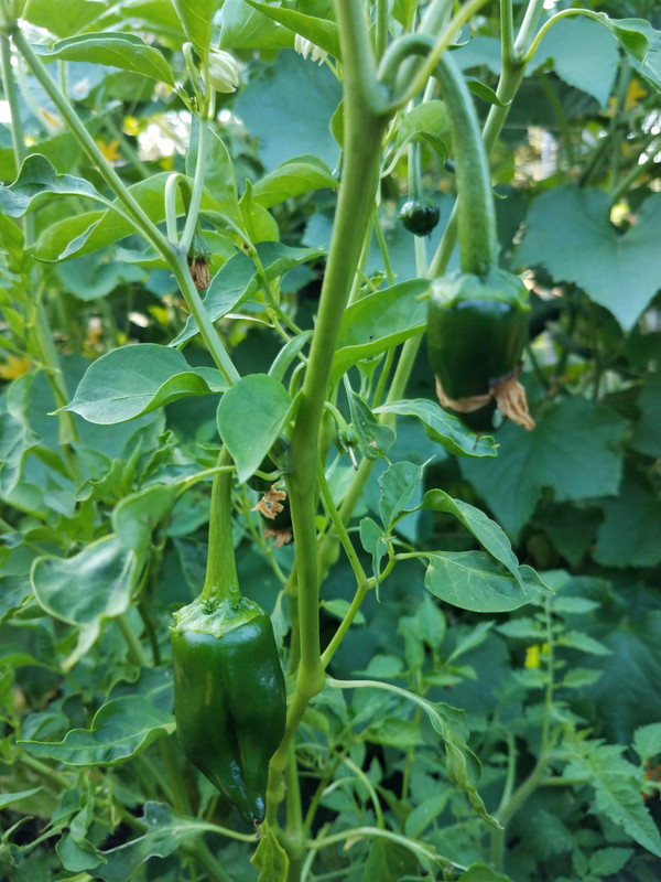 peppers5c.jpg