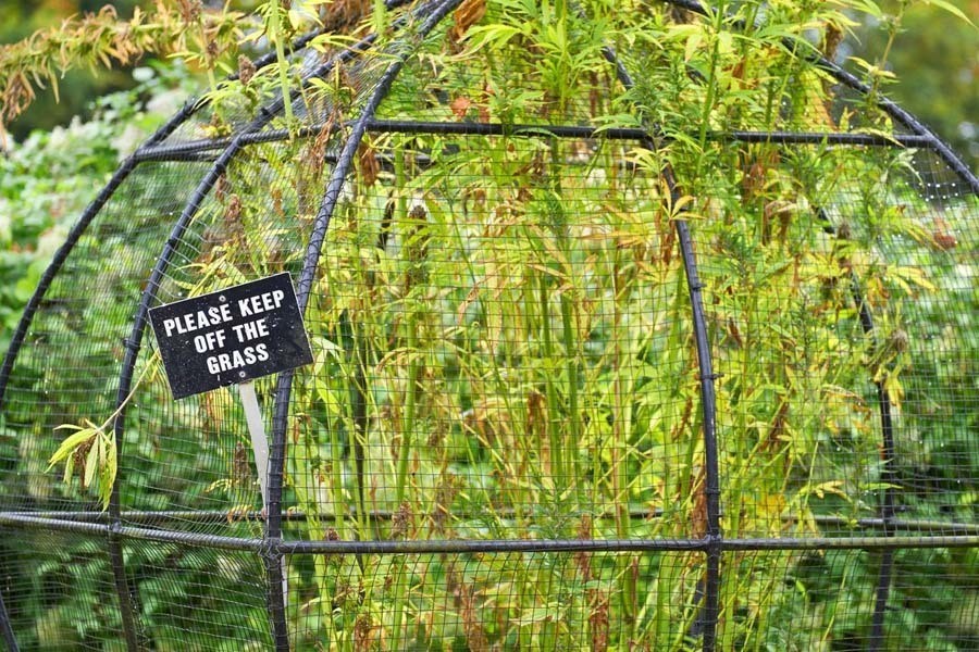 PoisonGardenCheekyWeed.jpg
