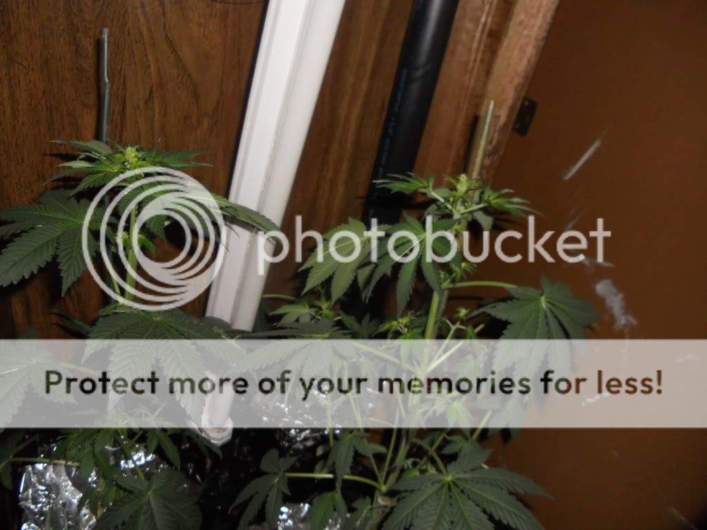 DSCN5448.jpg