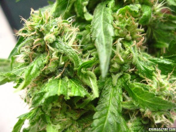 CC1_Harvest_oct25_35_.jpg