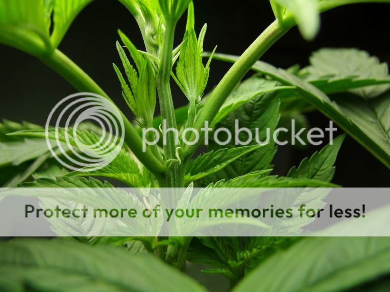 pistils_zpsasqgda1i.jpg