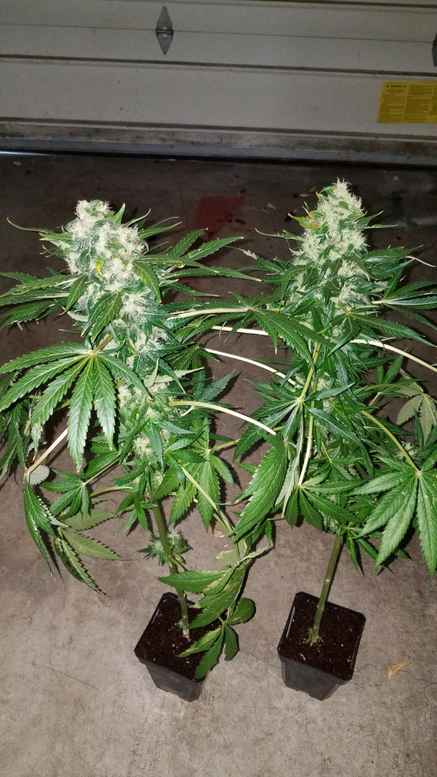 skunk1624.jpg