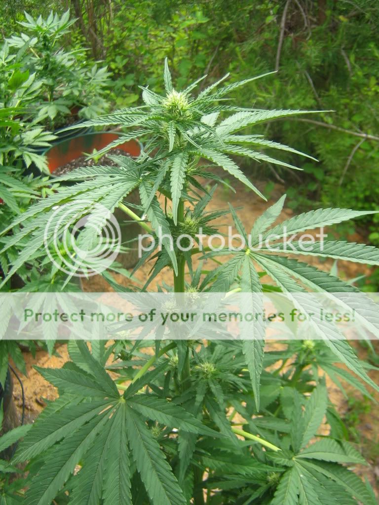 Querkle4Buds.jpg