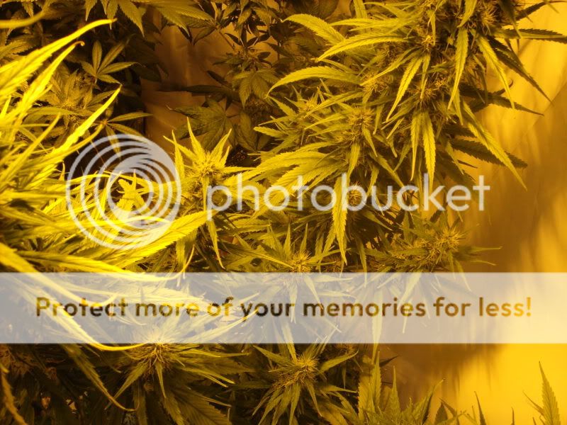 plants17014.jpg