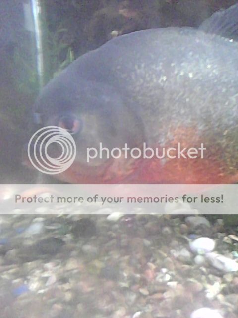 imagejpeg_2.jpg