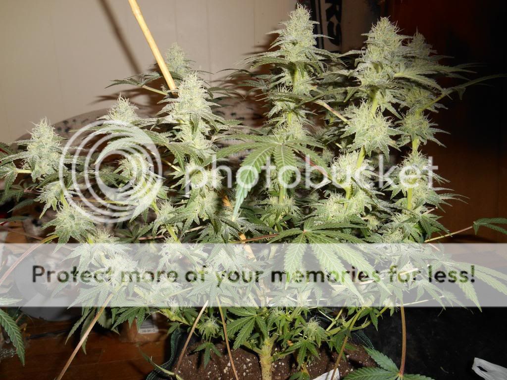 048_zpse12df6f0.jpg